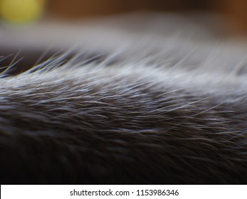 Cat's Fur  Close Up