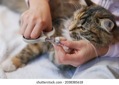 Cat's Getting A Nail Trim.Trimming Cat's Nails.Cutting Off Domestic Cat's Claws