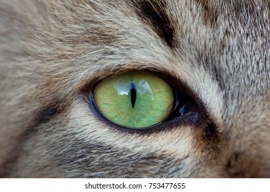 Animal Eye Images Stock Photos Vectors Shutterstock