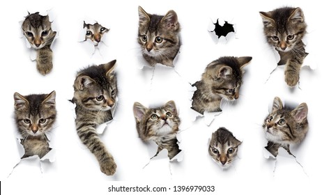Katzen in Papierlöchern, kleine graue Tabbykätzchen, die auf zerrissenem weißem Hintergrund herumblicken, zehn lustige Haustiere, Widescreen-Format, 16:9
