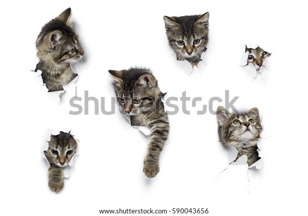 Cats Holes Paper Little Grey Tabby Stock Photo Edit Now 590043656