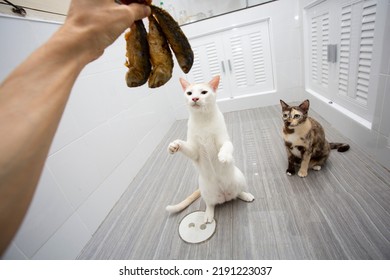 fried cats