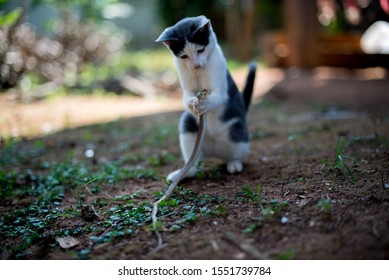 Cats Hunt For Snakes. Cat, Predator, Snake For Food