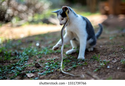 Cats Hunt For Snakes.Cat, Predator, Snake For Food