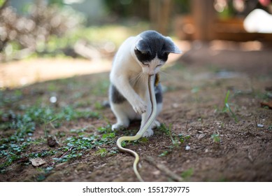 Cats Hunt For Snakes.Cat, Predator, Snake For Food