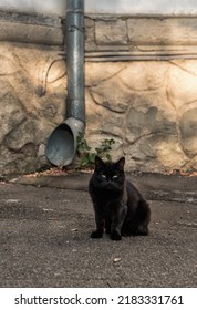 Cats Are An Integral Part Of Normal Life In Odessa