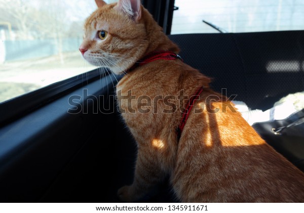 Cat\'s journey in the\
car