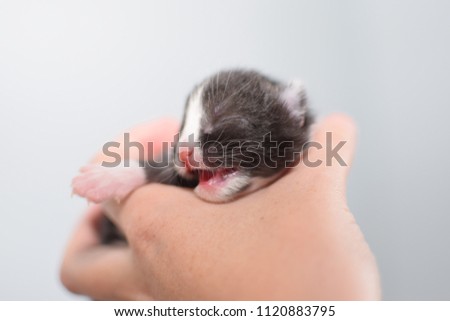 Cats and kittens