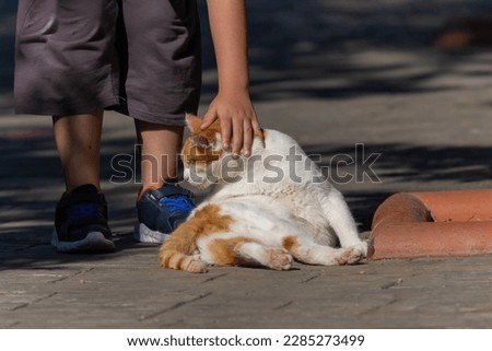 Cats and kittens on the streets of Istanbul