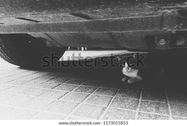 Cats like to hide under the\
car.