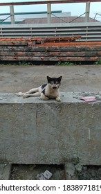 The cat's looking at the camera