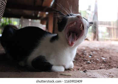 Cats are lying down and making wide mouths to see small teeth