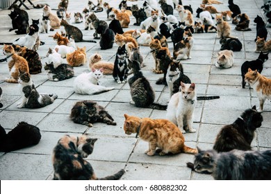 cat sanctuary