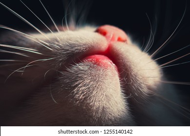 Cat's Mouth, Nose, Chin And Whiskers From Beneath. Macro Shoot.