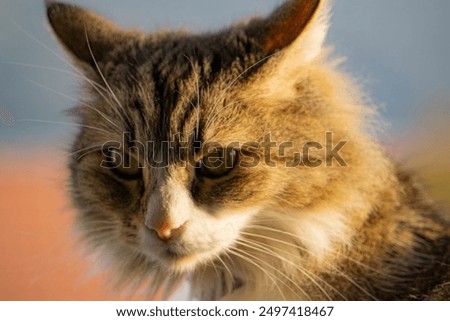 Cats muzzle face nice closeup