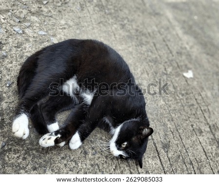 Cats often knock things off tables just to see what happens.