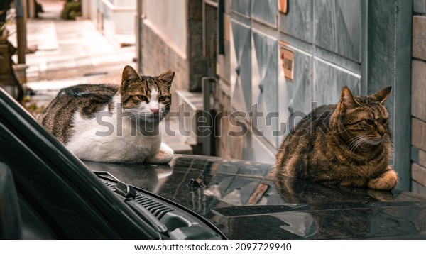 Cats on a car in a\
cold winter evening 
