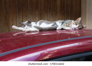 Cats On Car Roof Sun Bathing