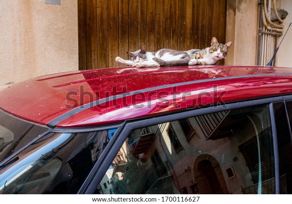 Cats on car roof sun\
bath