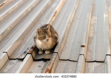 cat on a hot tin roof