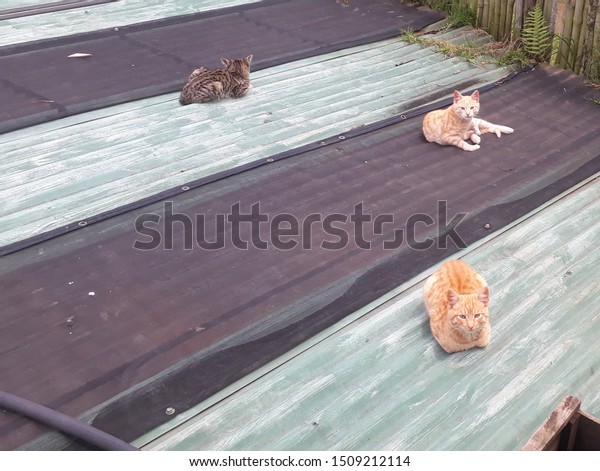 cat on a hot tin roof