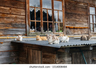 A Lot Of Cats On The Roof Near The House. A Bunch Of Street Cats