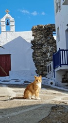 CATS ON THE STREETS OF A GREEK ISLAND