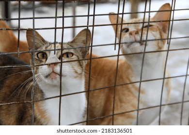 Cats In Outdoor Cat Enclosure Or Cat Patio