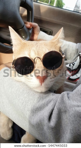 Cat\'s\
owner holds an adorable spoiled bright orange tabby cat wearing sun\
glasses in her arms inside a car during drive on the road.A bright\
orange cat sitting on owner\'s lap looking\
camera.