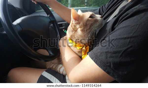 Cat\'s owner holds a orange cat in her arms\
inside a car during drive on the road.A bright orange cat wearing\
yellow fabric collar looking the owner.\
