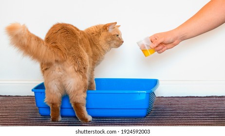 Cat's owner taking a urine sample. How to collect a feline urine specimen at home. Cute cat while urinating inside a test cup for urinalysis. Sampling urine for examine renal and urine tract health. 