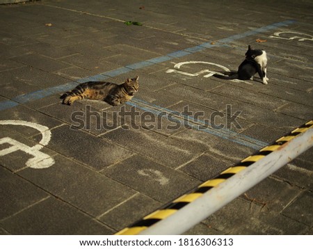 Cats in a parking lot
