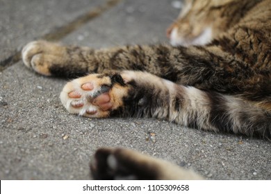 A Cat's Paw Close Up