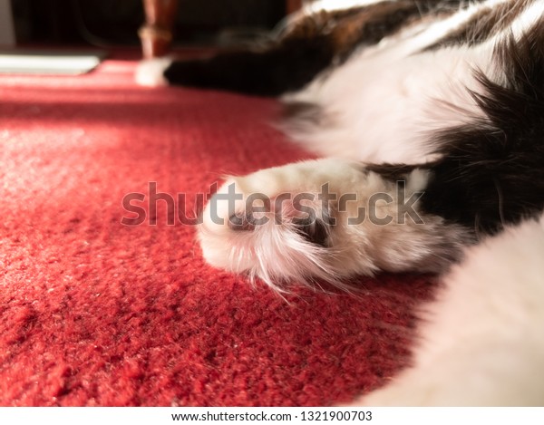 Cats Paw Close Cats Paws Hind Stock Photo Edit Now 1321900703