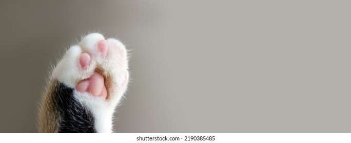 Cat's paw extreme closeup on beige background. Pet care banner. Selective focus, copy space - Shutterstock ID 2190385485