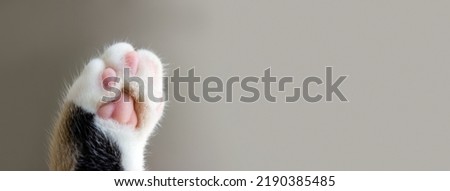 Cat's paw extreme closeup on beige background. Pet care banner. Selective focus, copy space