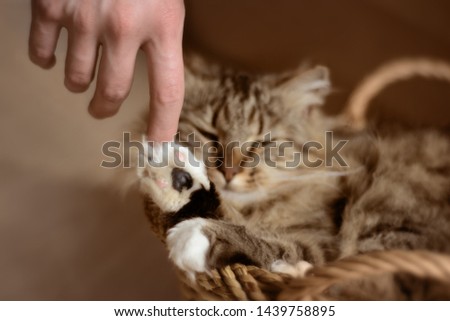 Cat's paw and human's hand. The relationship between a cat and a man. Pet in the house.