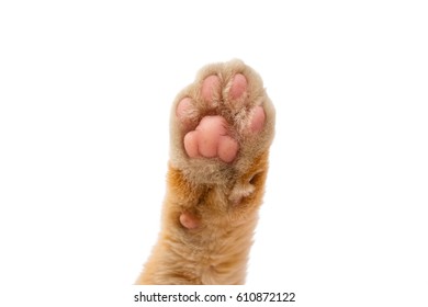 Cat Paw Isolated On White Background Stock Photo (Edit Now) 368825660