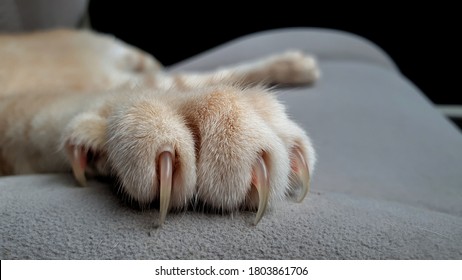 Cat's Paws With Long And Sharp Claws On Fabric Sofa