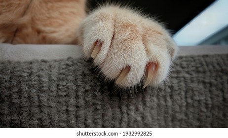 Chat Griffe Canape Images Photos Et Images Vectorielles De Stock Shutterstock