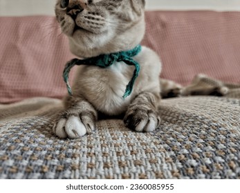 cat's paws with long and sharp claws on sofa