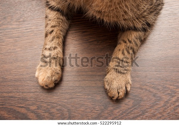 Cats Paws On Dark Wooden Floor Stock Photo Edit Now 522295912