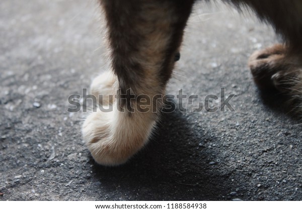 Cats Paws On Ground Stock Photo Edit Now 1188584938