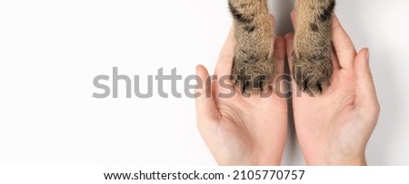 Cat's paws in women's hands. The concept of caring for pets. White background, top view, banner.