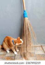 cats play with broomsticks during the day - Shutterstock ID 2367492219
