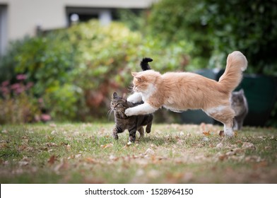 Cats Playing Around Outdoors In The Back Yard. Cream Tabby Maine Coon Cat Jumping At Tabby Shorthair Cat