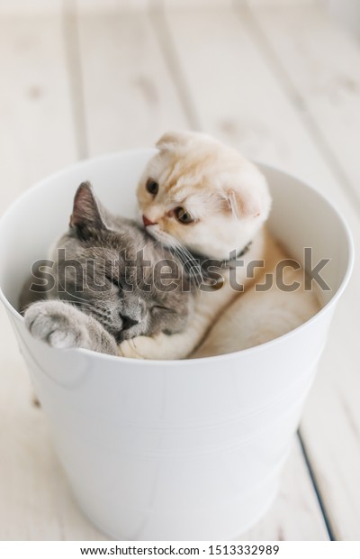 Cats Playing Bucket British Shorthair Scottish Stock Photo Edit