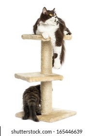 Cats Playing A Cat Tree, Isolated On White