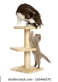 Cats Playing On A Cat Tree, Isolated On White