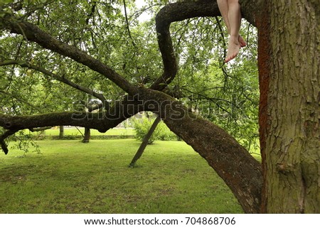 Image, Stock Photo cherry harvest Branch Tree